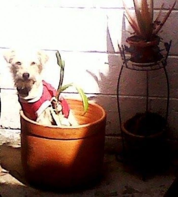 So I Bring This Baby Home And... Apparently He Likes Sitting In Flower Pots