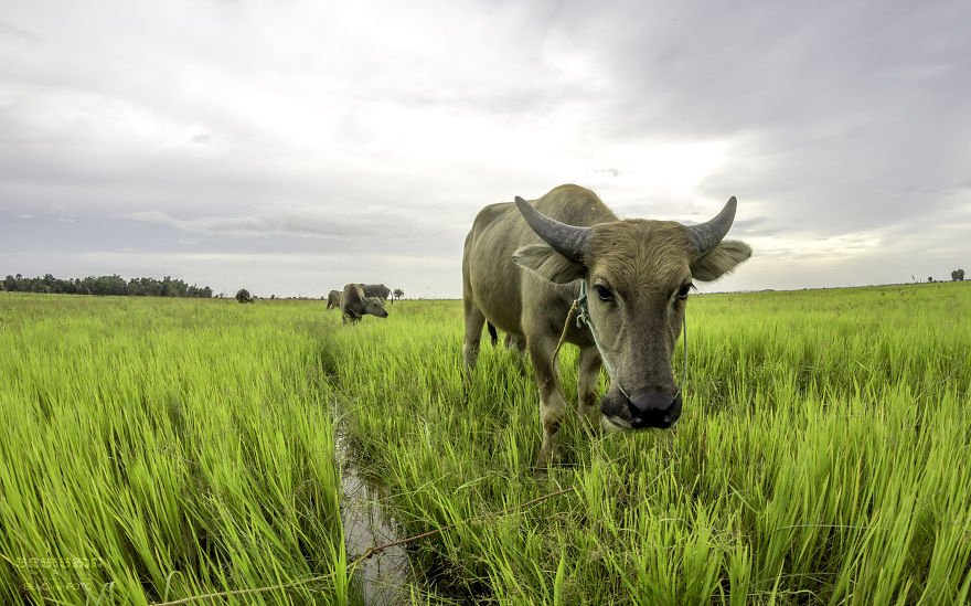 Agriculture Is The Ancient Culture Of Cambodia Agriculture Is The Ancient Culture Of Cambodia