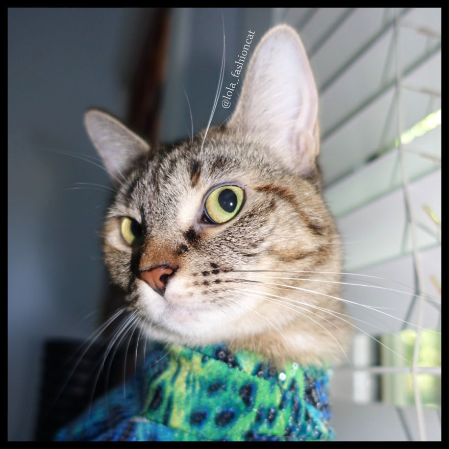 7 Fashionable Cats You Have To Follow On Instagram