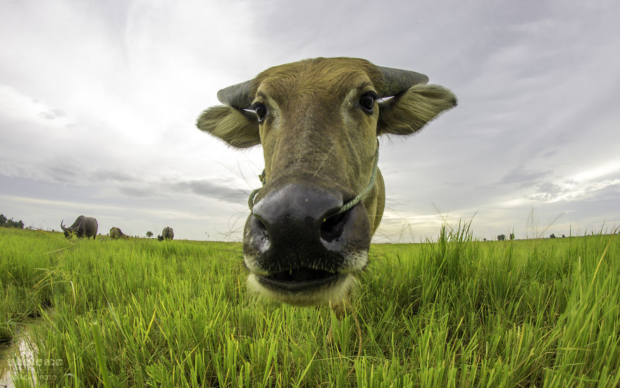 Agriculture Is The Ancient Culture Of Cambodia