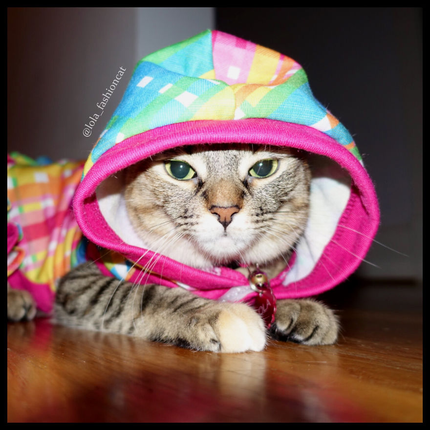 7 Fashionable Cats You Have To Follow On Instagram 7 Fashionable Cats You Have To Follow On Instagram