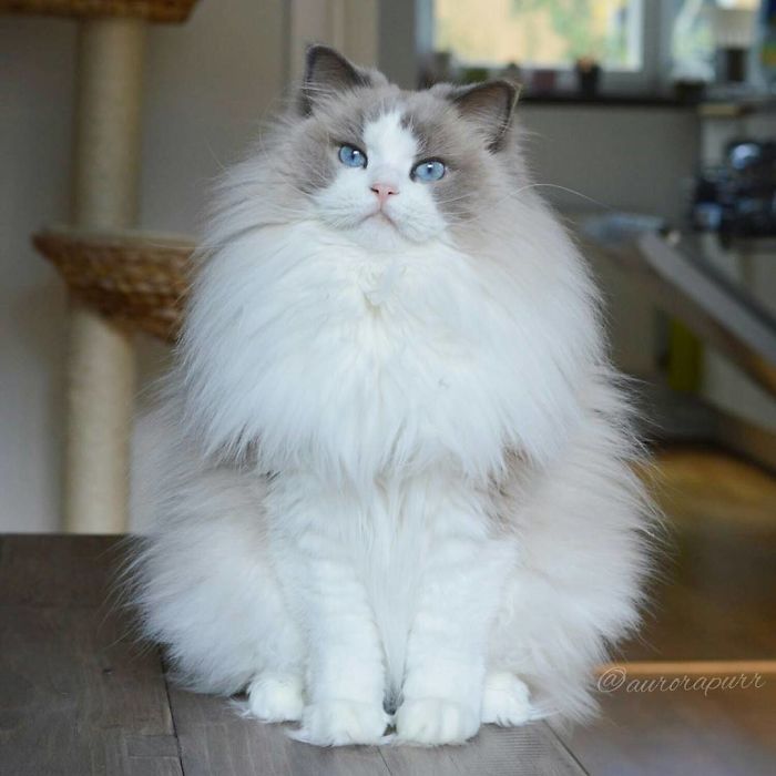 Meet Aurora, The Fluffy Cat Princess Meet Aurora, The Fluffy Cat Princess