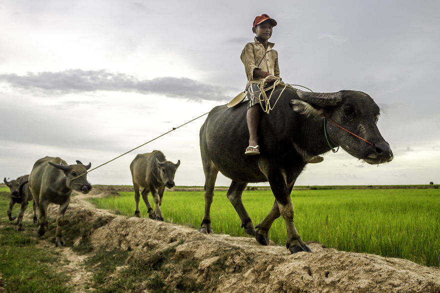 Agriculture Is The Ancient Culture Of Cambodia