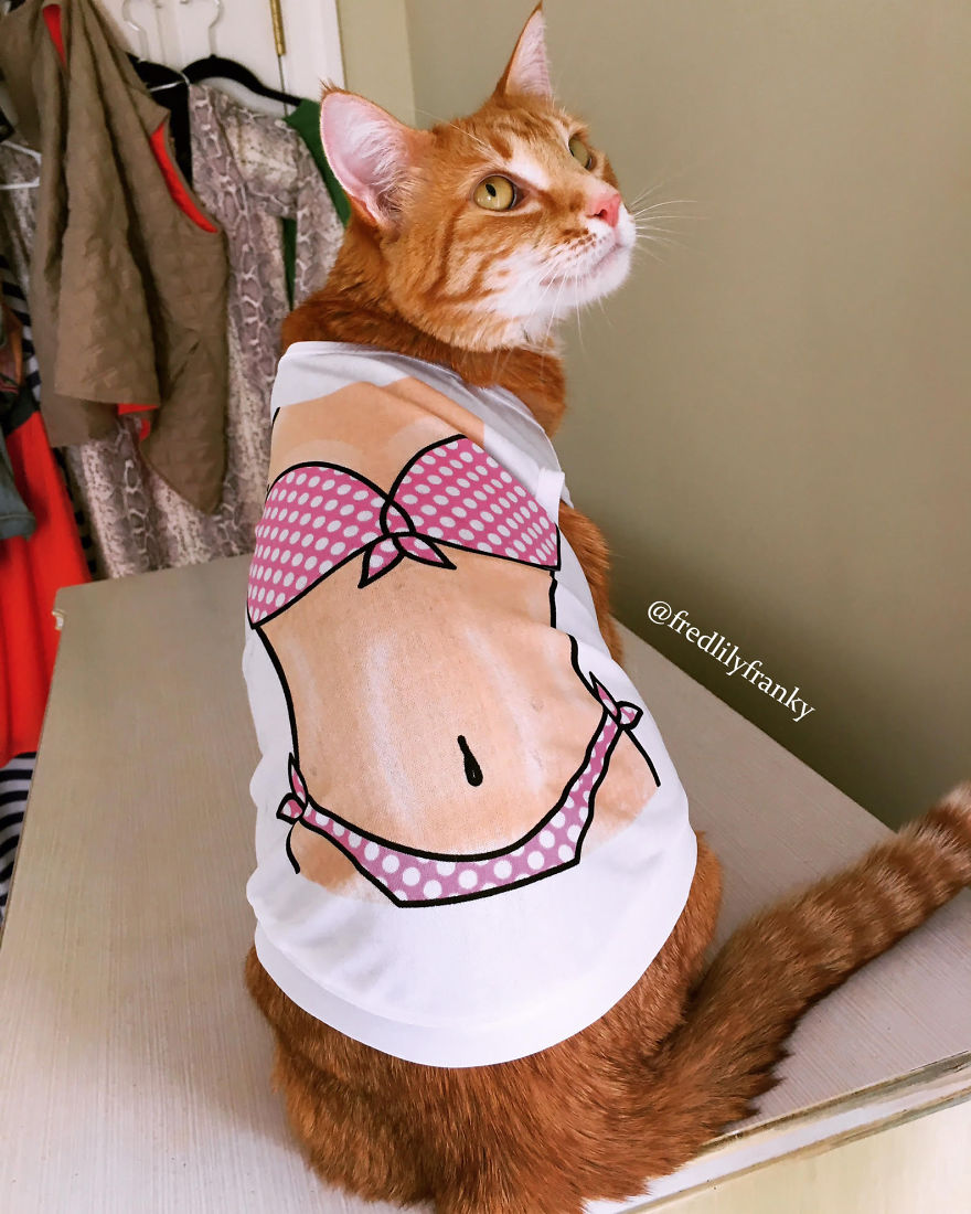 7 Fashionable Cats You Have To Follow On Instagram