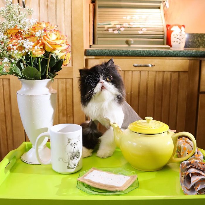 Meet Spaghettio, A Pirate Cat Who Lost Her Eye But Not Her Confidence Meet Spaghettio, A Pirate Cat Who Lost Her Eye But Not Her Confidence