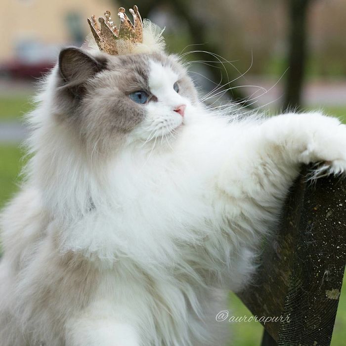 Meet Aurora, The Fluffy Cat Princess Meet Aurora, The Fluffy Cat Princess
