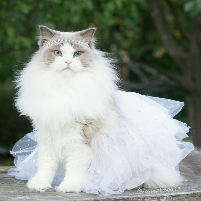 Meet Aurora, The Fluffy Cat Princess Meet Aurora, The Fluffy Cat Princess