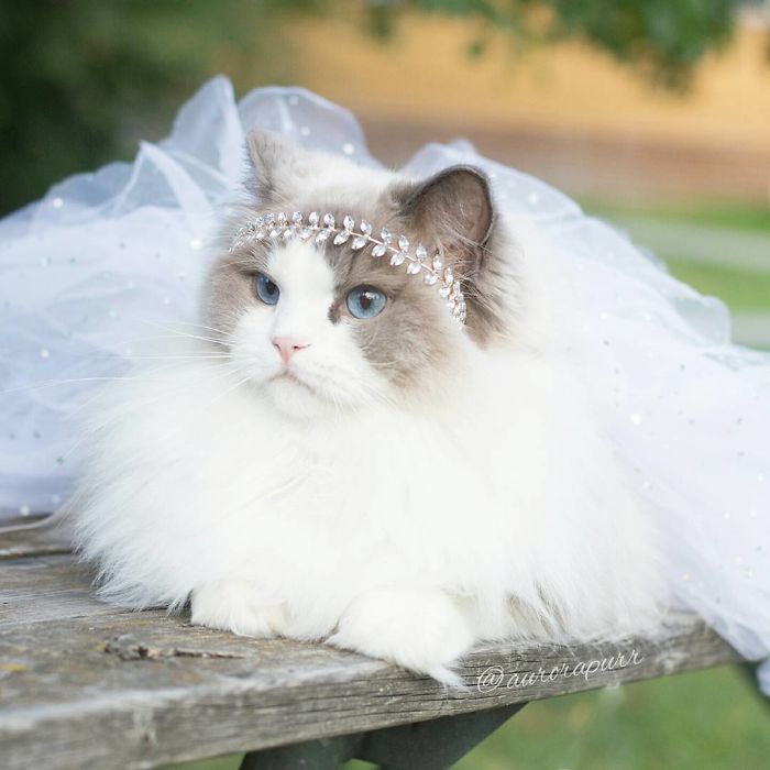 Meet Aurora, The Fluffy Cat Princess Meet Aurora, The Fluffy Cat Princess