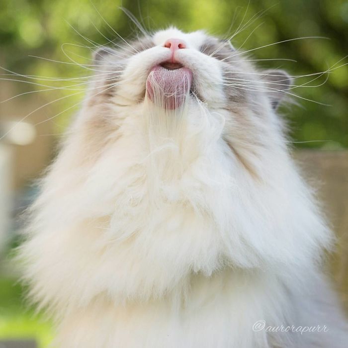 Meet Aurora, The Fluffy Cat Princess Meet Aurora, The Fluffy Cat Princess