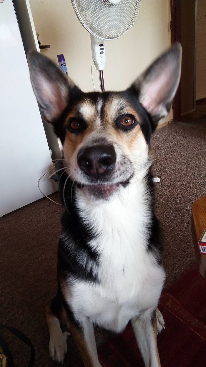 Isn't It The Most Adorable Smile For Welcoming Me Home And Give Me Hi?