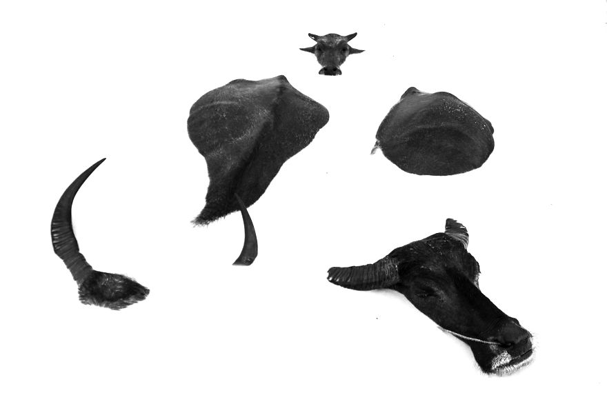 Agriculture Is The Ancient Culture Of Cambodia Agriculture Is The Ancient Culture Of Cambodia