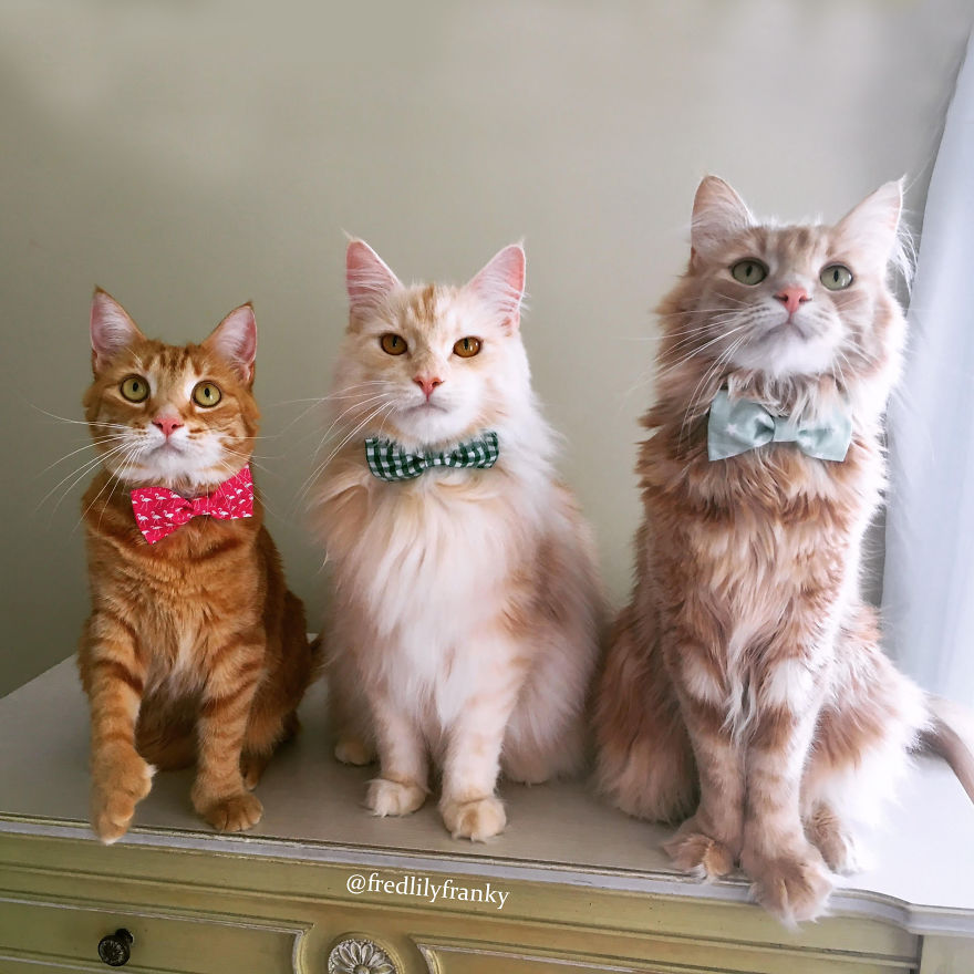 7 Fashionable Cats You Have To Follow On Instagram 7 Fashionable Cats You Have To Follow On Instagram