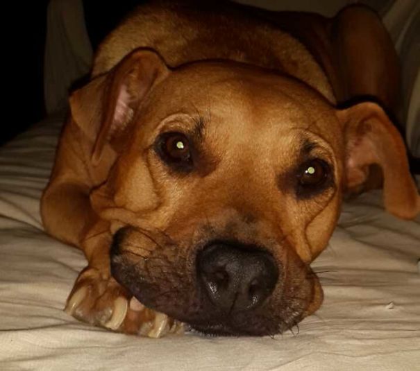 Let Me Introduce You With My Lady.10 Y.o.pitcross.1000 Ticks Found In Ears When Saved 2 Years A