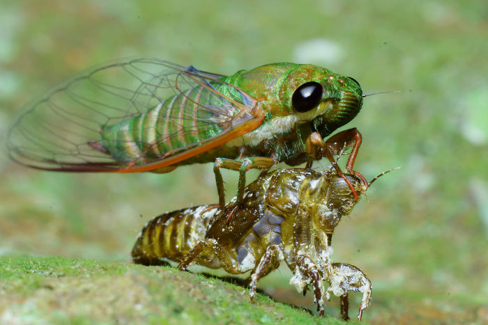 7+ Photos That Only Animal Photographers Are Crazy