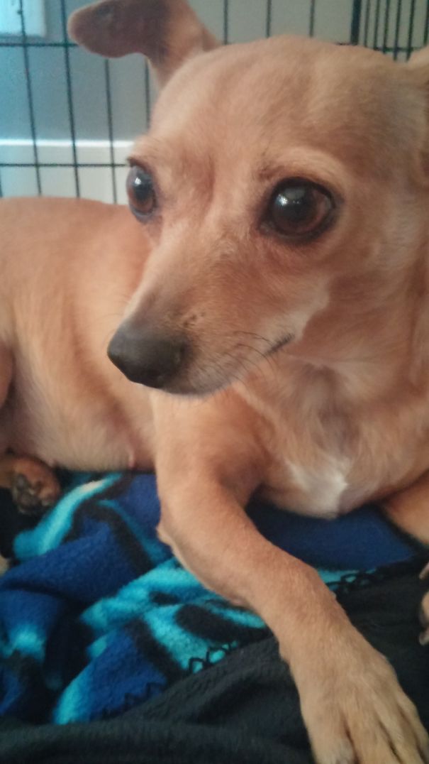 I Adopted This Little Pooch Who Was Abused. Now She Loves Home!