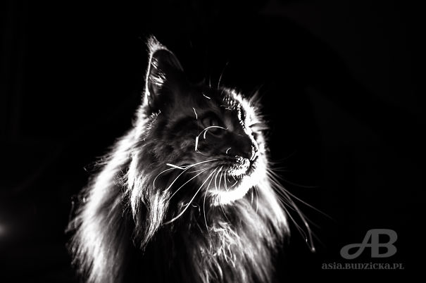160825-DSC_0039-koty-57c5f90bc1325.jpg