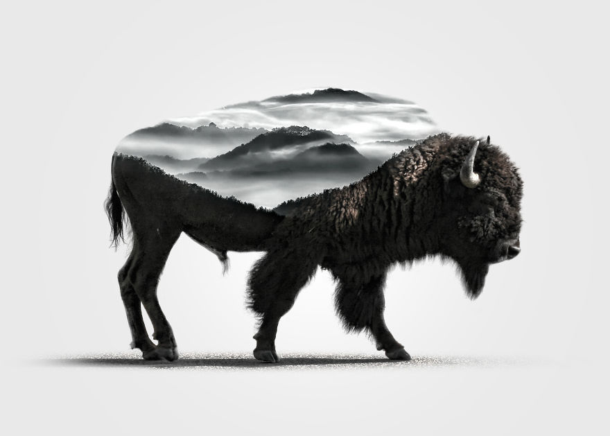I Merged Animals With Their Own Environments Into One Crazy Simple Picture I Merged Animals With Their Own Environments Into One Crazy Simple Picture