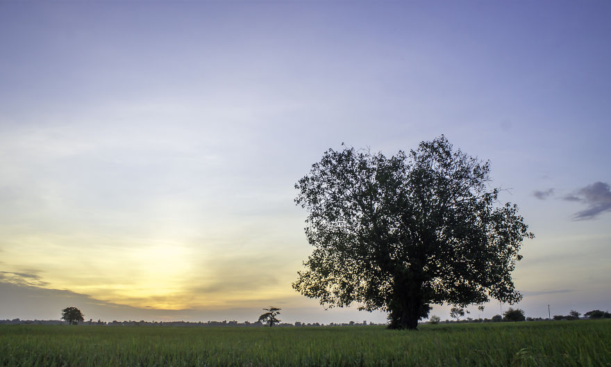 Agriculture Is The Ancient Culture Of Cambodia