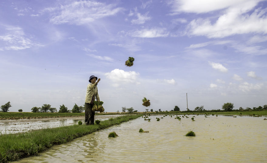 Agriculture Is The Ancient Culture Of Cambodia