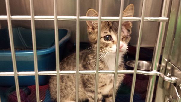 Cute cat with one eye peering through cage bars in an animal shelter.