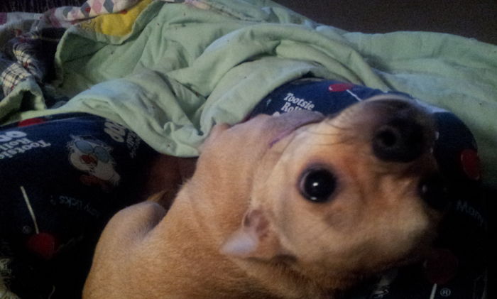 My Mom's Dog. Hi. Can I Help You Stitch?