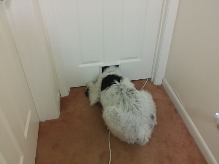 Watching The Kitties