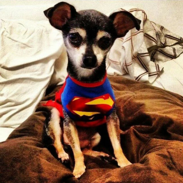 Memí Was 9 (now 12). Was Heartworm Positive Which Caused Heart Failur. But Still Going Strong.