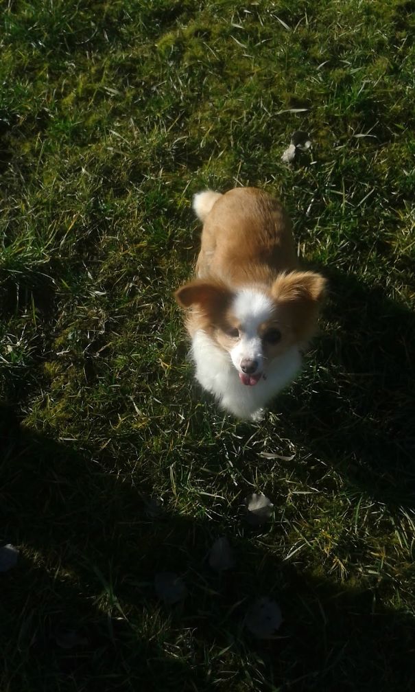 Emőke The Best Decision Of 2016. Our Home For Her Is The 4th. 8 Years Old, One Eyed Beauty