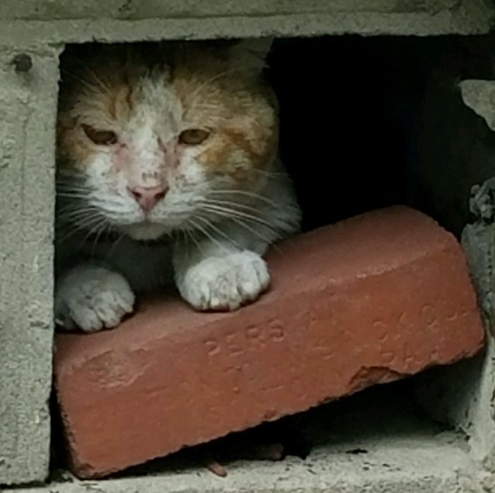 The Story Of Wesley The Story Of Wesley