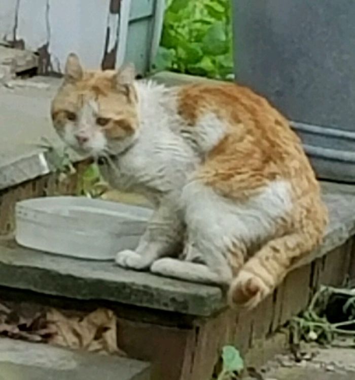 The Story Of Wesley The Story Of Wesley