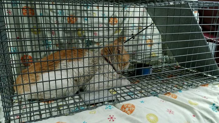 The Story Of Wesley The Story Of Wesley