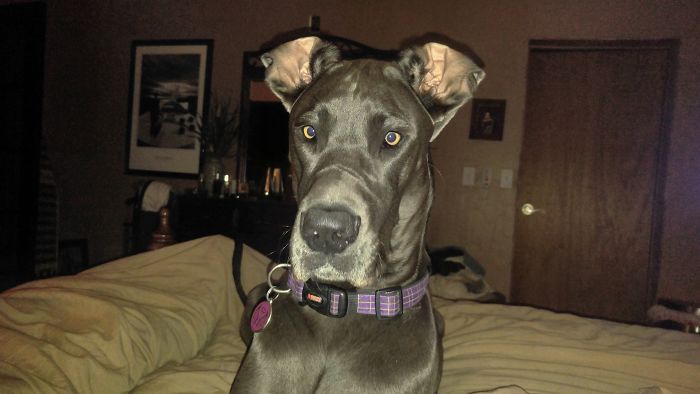 I Don't Know What You're Talking About...i Didn't Chew It Up.