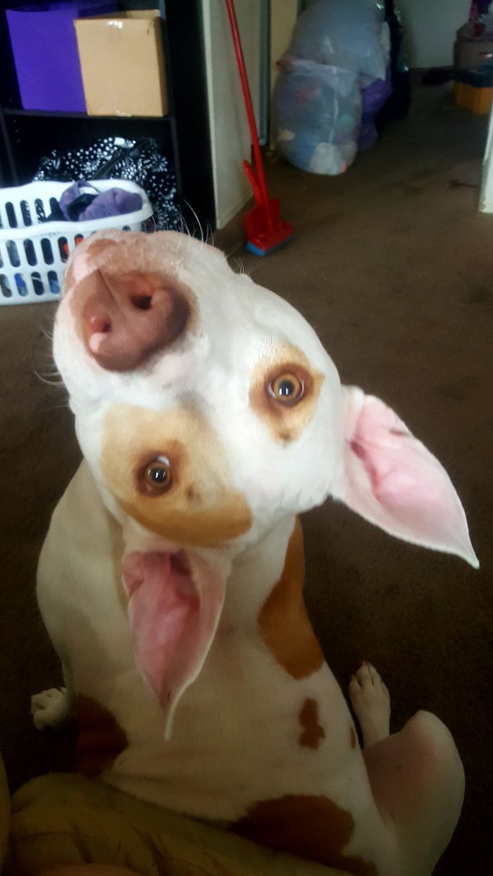 This Is How She Begs For A Treat. Or A Noodle. Or A Chip.