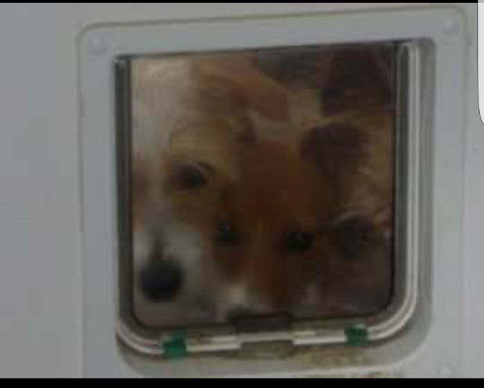 Can We Three Come In We See You Have Food