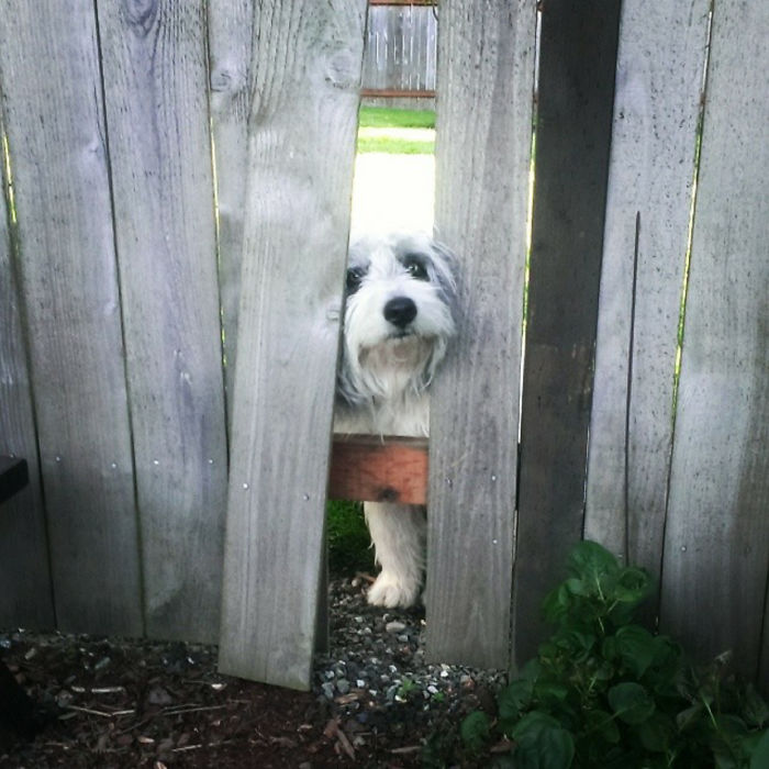 Hi Neighbor!