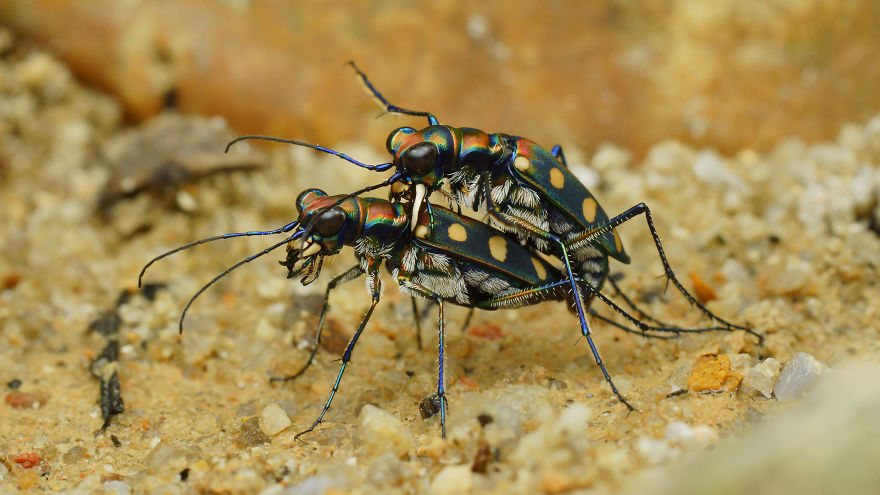 7+ Photos That Only Animal Photographers Are Crazy 7+ Photos That Only Animal Photographers Are Crazy