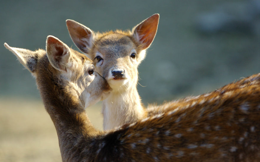 I Made This Photos To Show Everyone That Sometimes Animals Are More Loving Than We Are