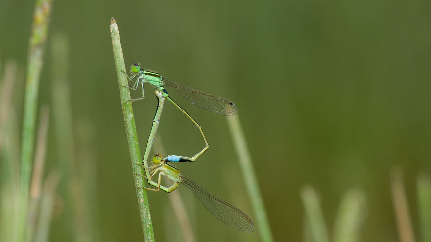 7+ Photos That Only Animal Photographers Are Crazy 7+ Photos That Only Animal Photographers Are Crazy