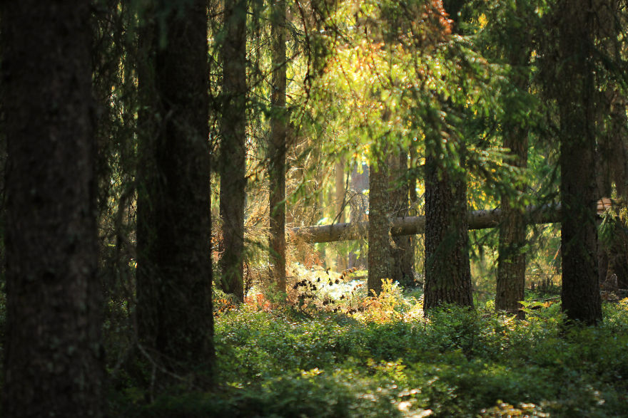 27 (Natural) Reasons Why You Shouldn't Visit This Specific Part Of Sweden