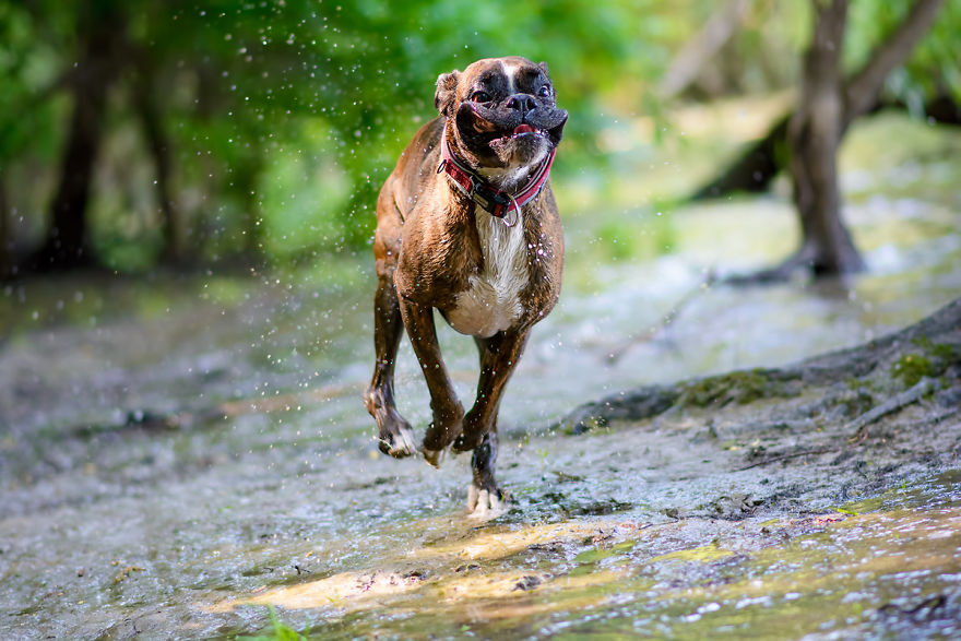 My Boxer Strawberry Has The Funniest Expressions