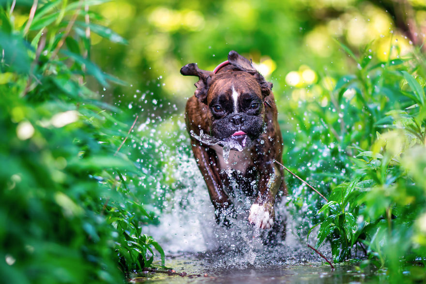 My Boxer Strawberry Has The Funniest Expressions
