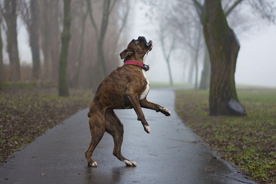 My Boxer Strawberry Has The Funniest Expressions