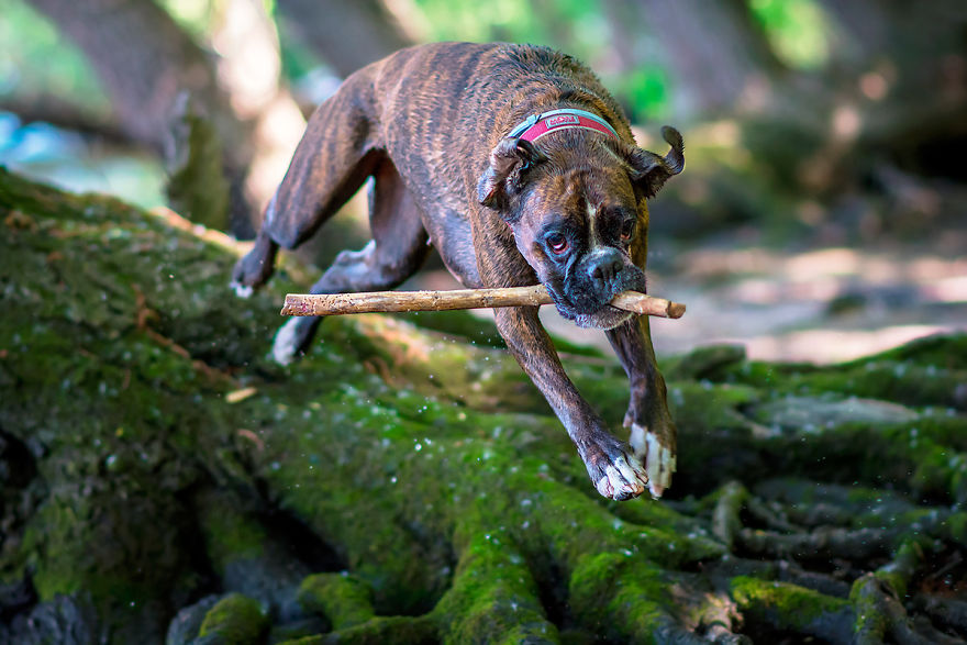 My Boxer Strawberry Has The Funniest Expressions