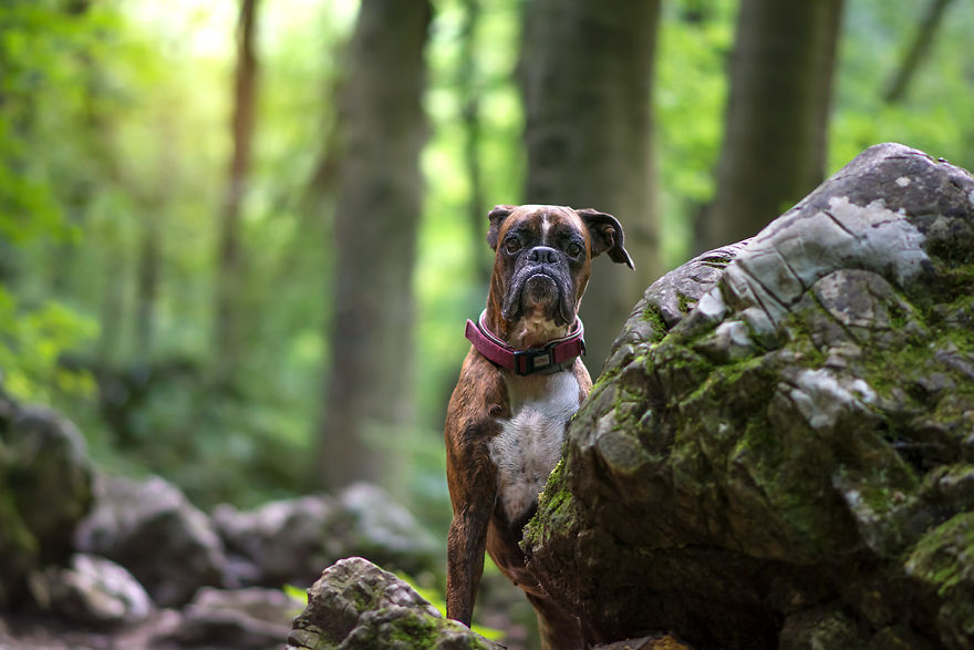 My Boxer Strawberry Has The Funniest Expressions