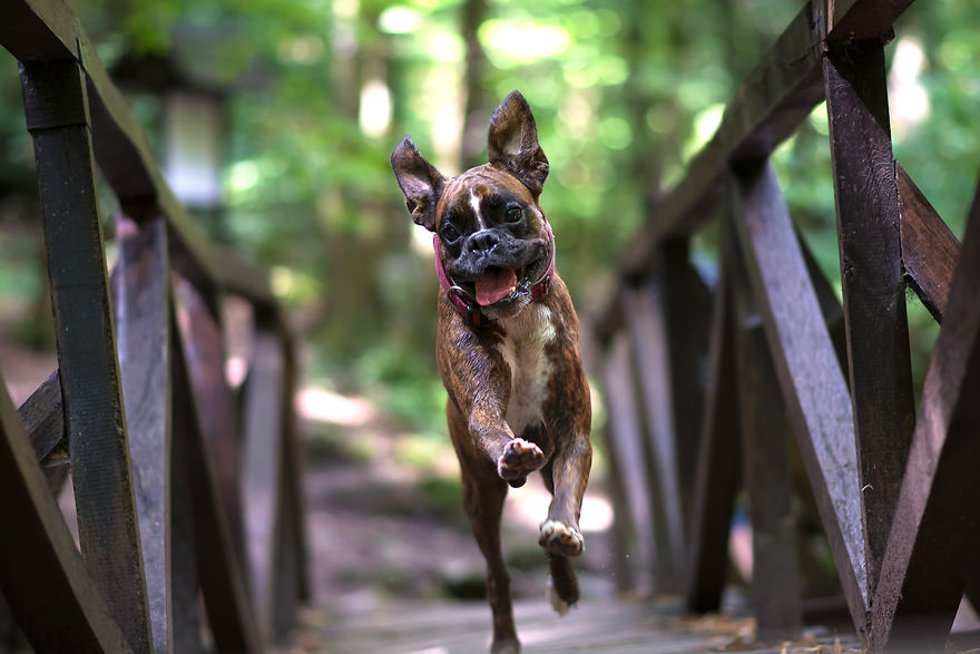 My Boxer Strawberry Has The Funniest Expressions