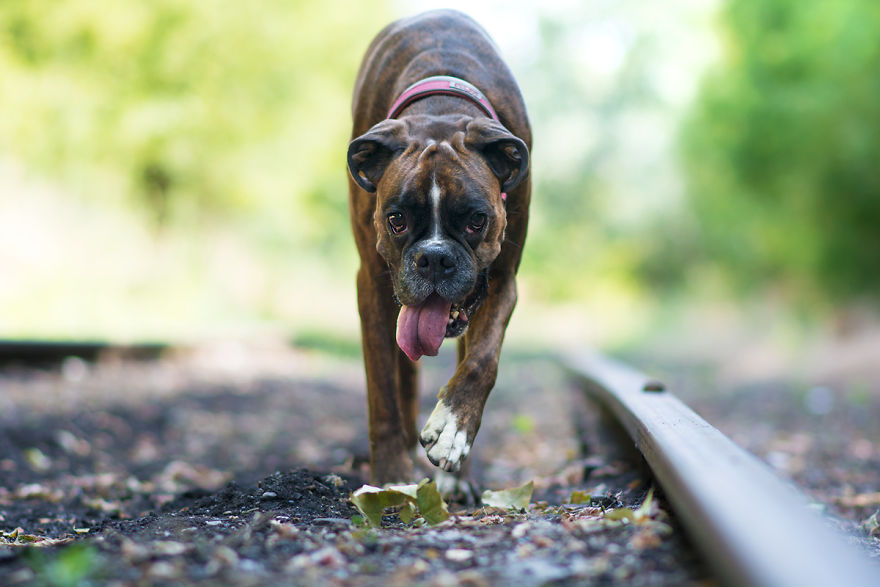 My Boxer Strawberry Has The Funniest Expressions