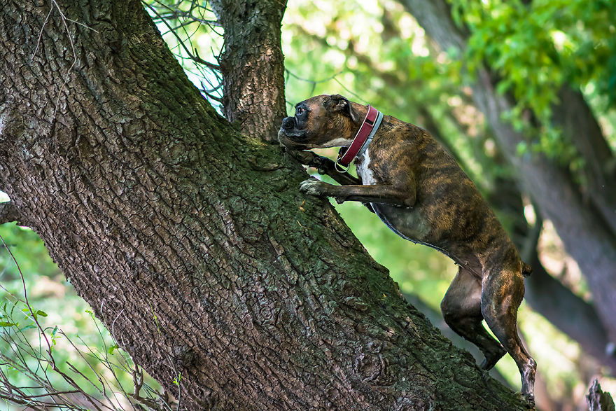 My Boxer Strawberry Has The Funniest Expressions