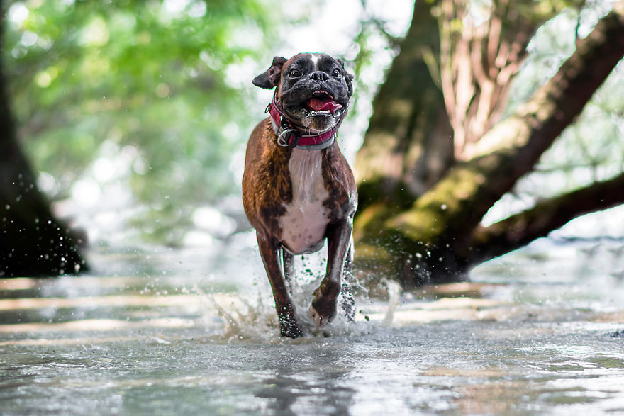 My Boxer Strawberry Has The Funniest Expressions