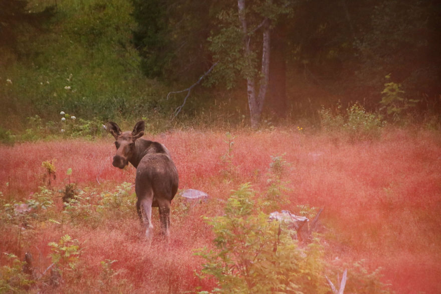 27 (Natural) Reasons Why You Shouldn't Visit This Specific Part Of Sweden