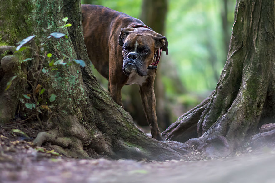My Boxer Strawberry Has The Funniest Expressions